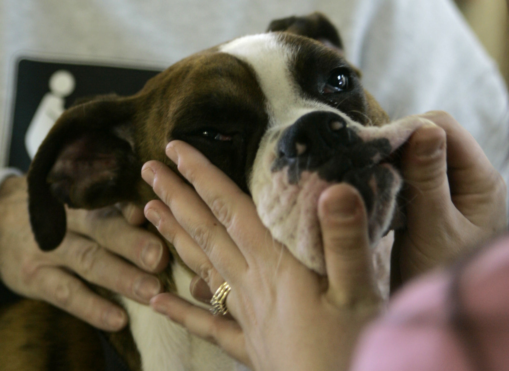 11. Boxer